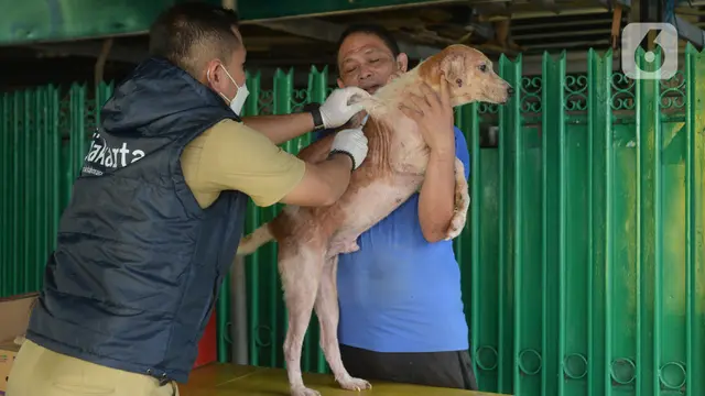 Populasi Anjing di Kabupaten Boalemo Terancam, Ini Penyebab Utamanya