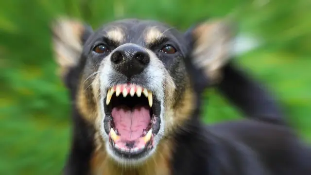 Terjadi 60 Kasus Gigitan Anjing di Boalemo, Dinas Kesehatan: Waspada Rabies!